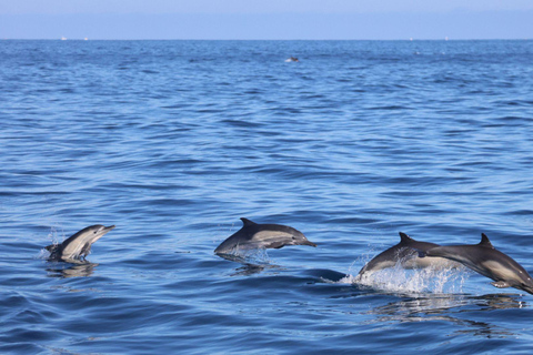 Cancun: Whale Shark Swim and Isla Mujeres Snorkeling Tour