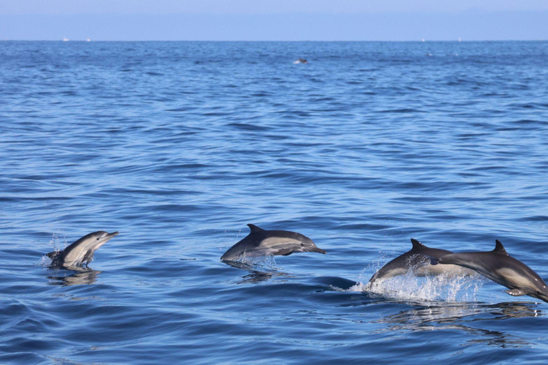 Cancun: Whale Shark Swim and Isla Mujeres Snorkeling Tour