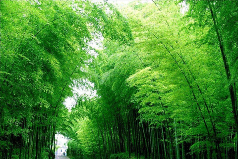 Shanghai: Crouching Tiger Bamboo Forest & White Tea Trip
