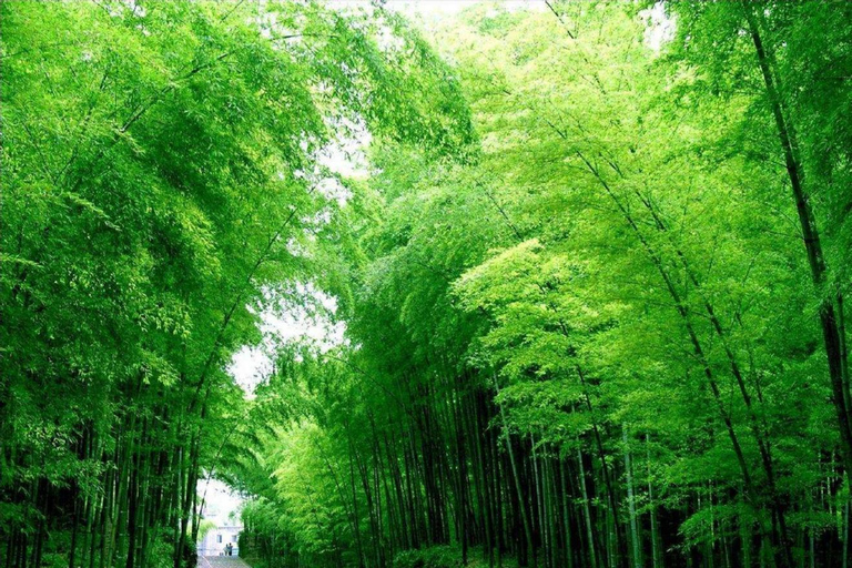 Shanghai: Crouching Tiger Bamboo Forest & White Tea Trip