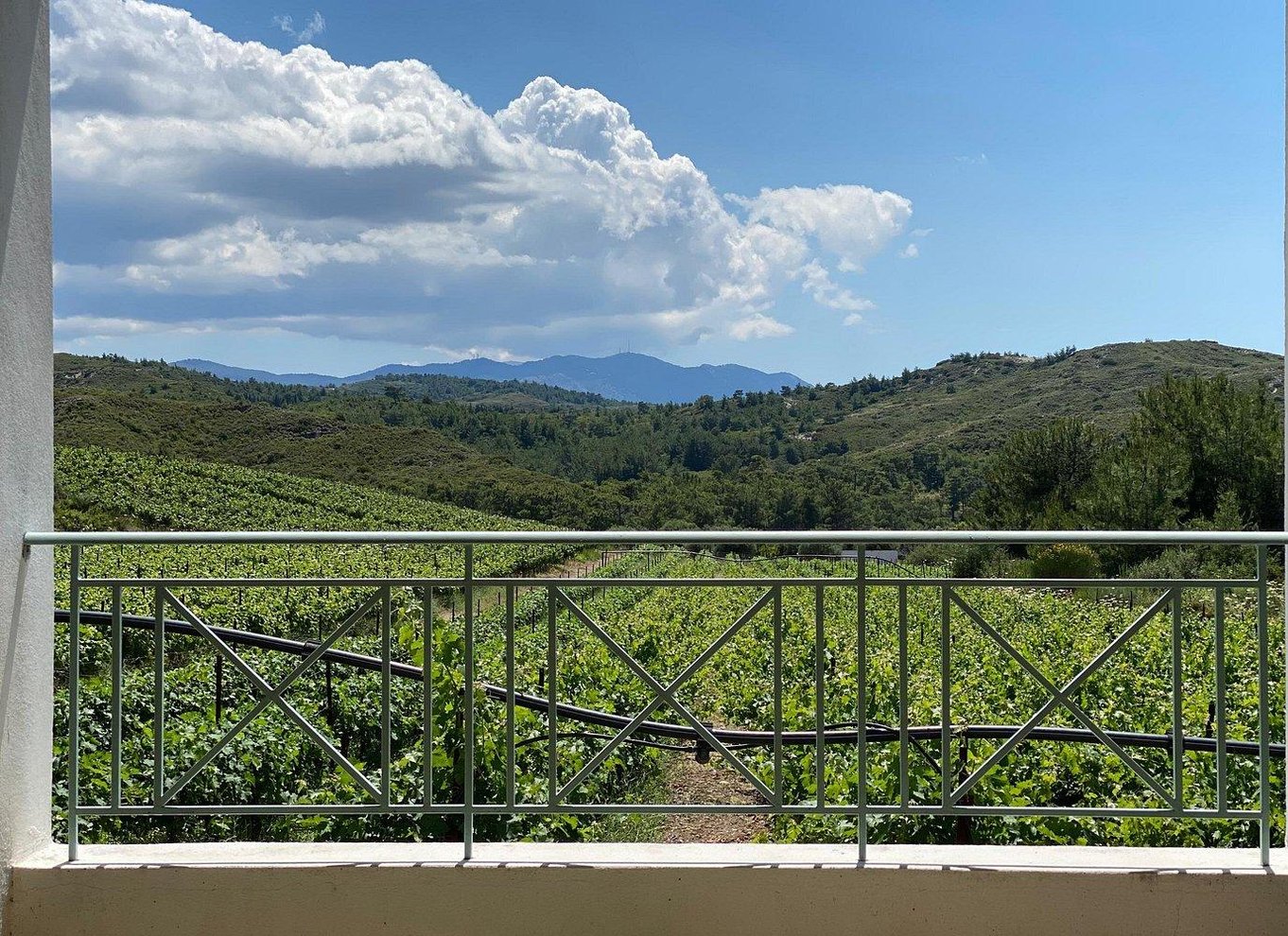 Rhodos: Rundvisning på vingård og vinsmagning