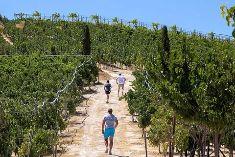 HERAKLION: Wine tasting at Douloufakis Vineyards ARISMARI