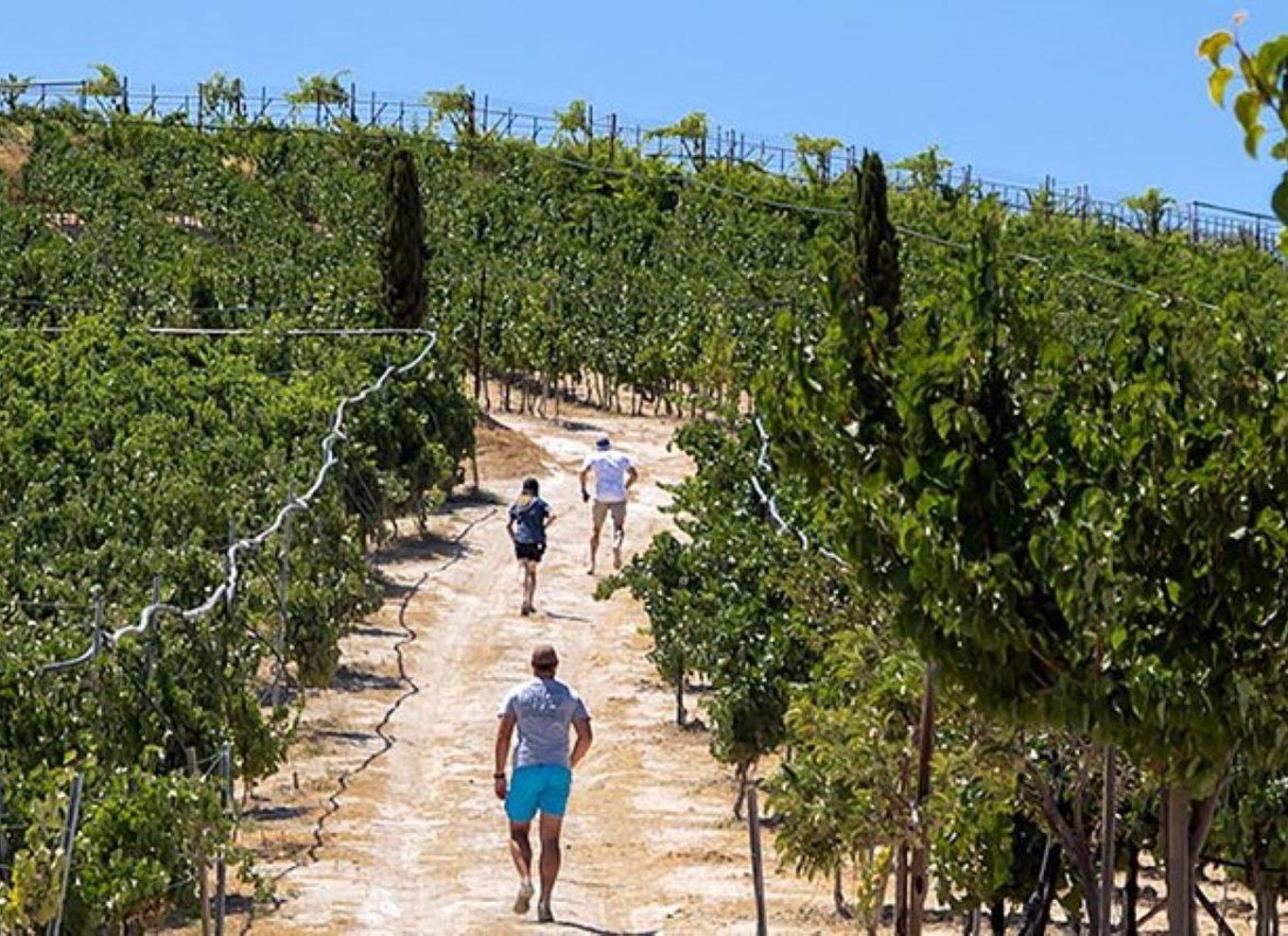 HERAKLION: Vinsmagning på Douloufakis Vineyards ARISMARI