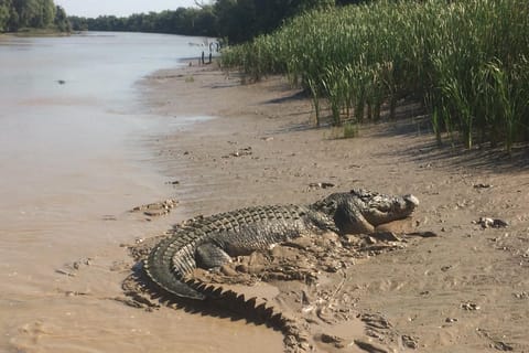 Darwin: Adelaide River Queen Original Jumping Crocodiles - Image 2