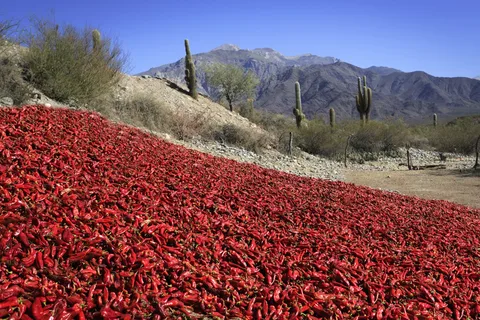 De Salta: Cafayate, Cachi e Salinas Grandes em 3 dias