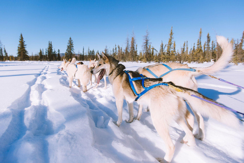 4 heures de traîneau à chiens sur le Finnmarksvidda