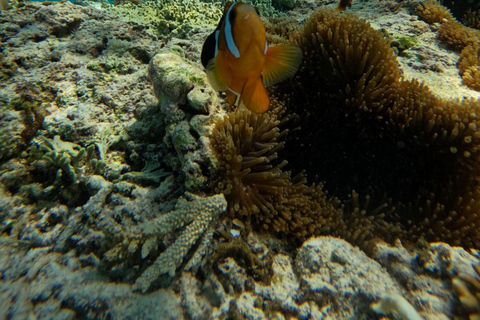 Lombok: Snorkeling Trip to The Best Two Gilis From Lombok