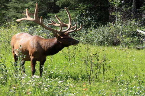 Banff: Banff &amp; Yoho National Park Lakes and Gondola Tour