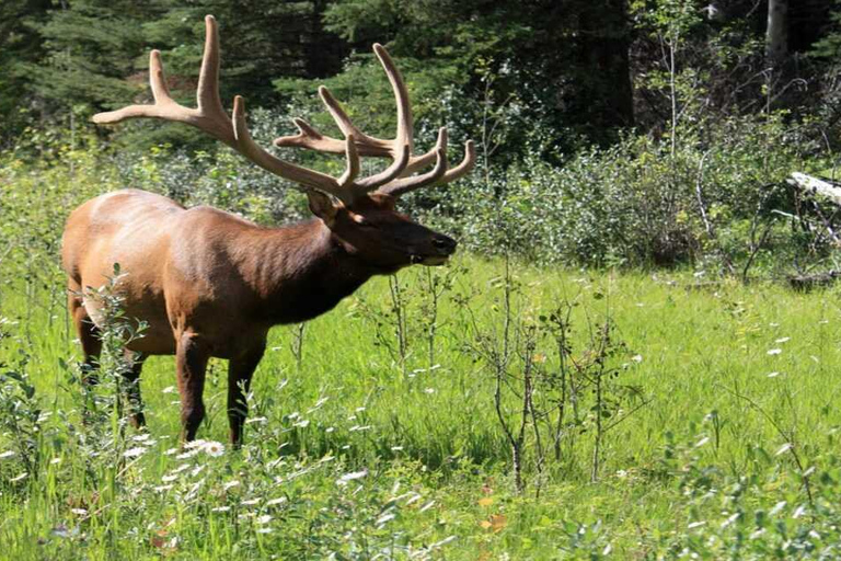 Banff: Banff &amp; Yoho National Park Lakes and Gondola Tour