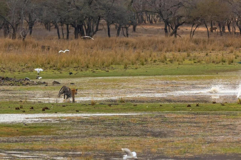 Delhi: 2-Day Ranthambore Safari by Car with Hotel Delhi to Ranthambore Overnight Tour with Safari & 3* Resort