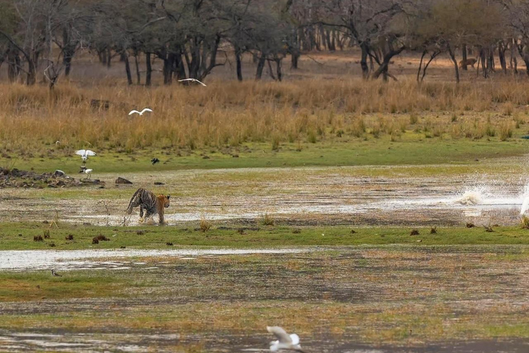 Delhi: 2-Day Ranthambore Safari by Car with Hotel Delhi to Ranthambore Overnight Tour with Safari & 3* Resort