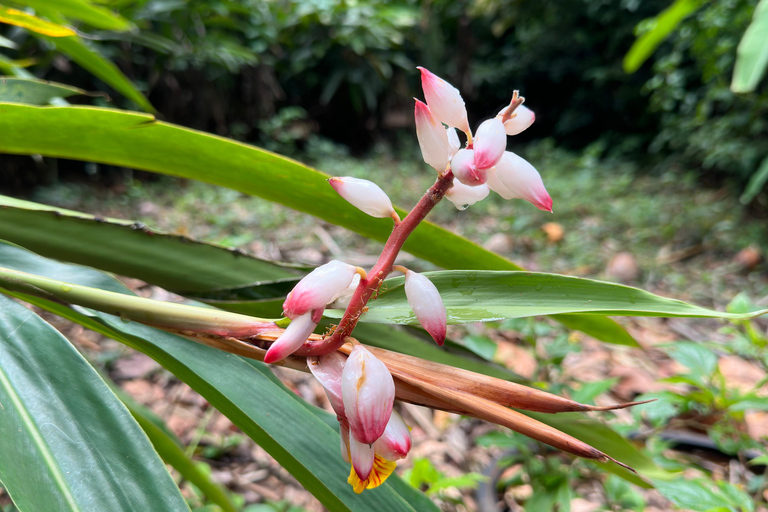 زنجبار: جولة لمشاهدة الدلافين في منيمبا ومزرعة التوابل وجزيرة السجن