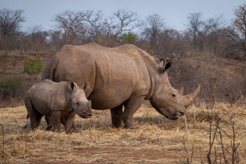 Safari en coche y paseos entre rinocerontes en el Parque Nacional de Mosi-oa-Tunya