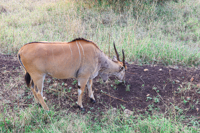 Privérondleiding door het Nairobi Nationaal Park