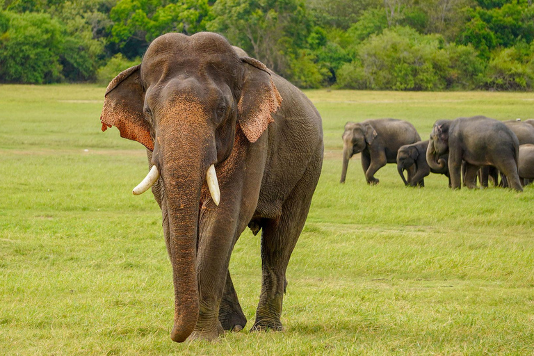 Minneriya: Full-Day 4x4 Safari, Secret Trails & Jungle Lunch Full Day Safari