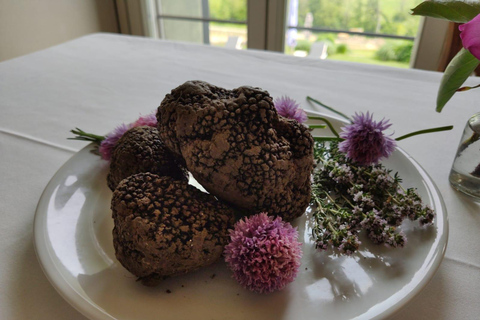 45 min from Milano/Genova: Truffle Hunting + Trattoria Lunch