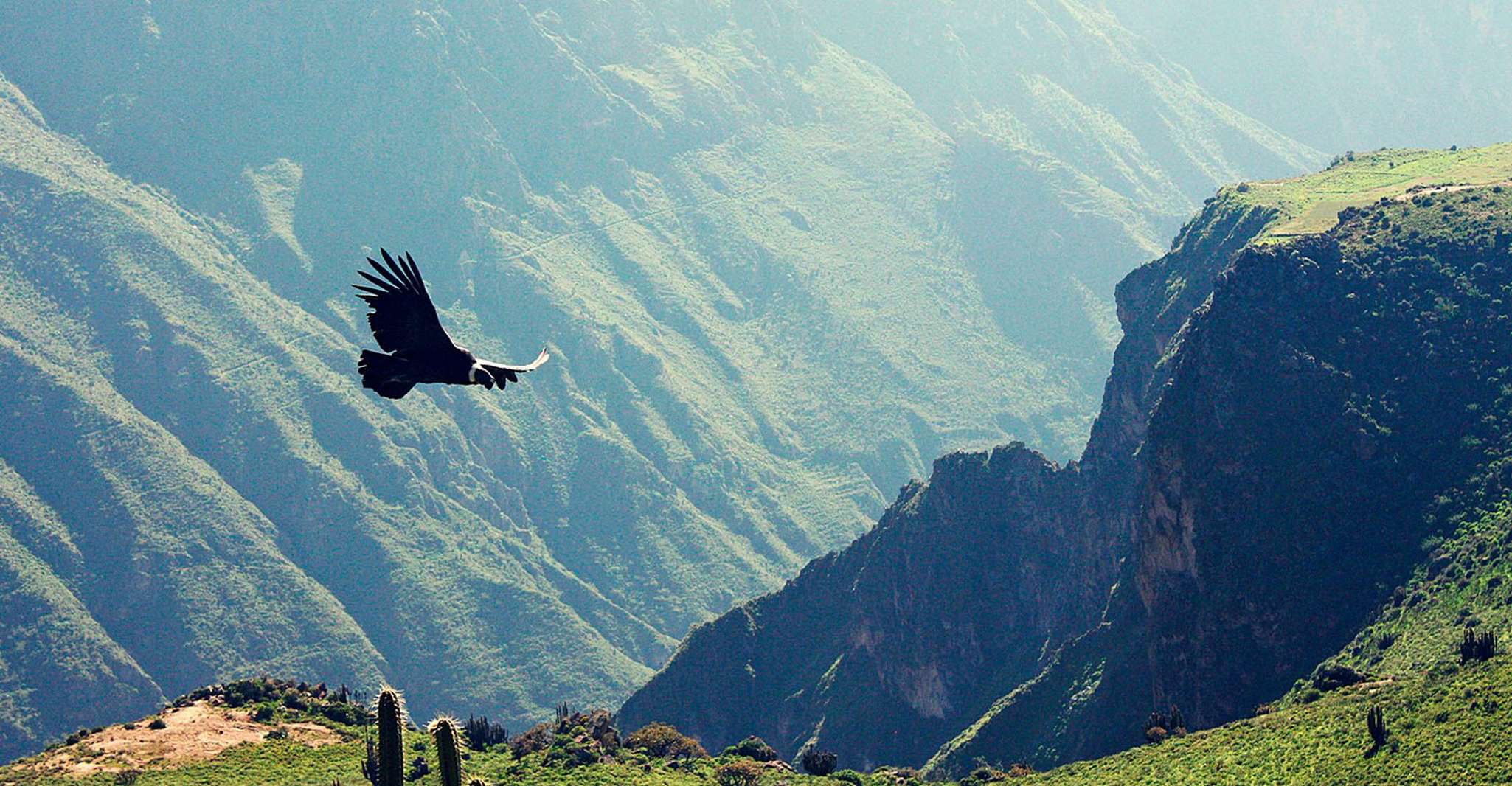 Von Arequipa, Colca Canyon Ausflug 2 Tage + 3 Sterne Hotel - Hizvo