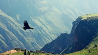 De Arequipa, Colca Canyon Excursion 2 jours + Hôtel 3 étoiles - Hizvo