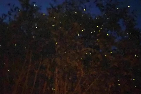Kuala Lumpur: Kuala Selangor Fireflies i Blue Tears Tour
