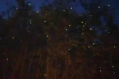 Kuala Lumpur: Kuala Selangor Fireflies and Blue Tears Tour