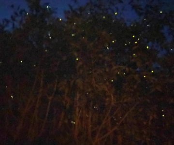 Kuala Lumpur: Kuala Selangor Fireflies and Blue Tears Tour