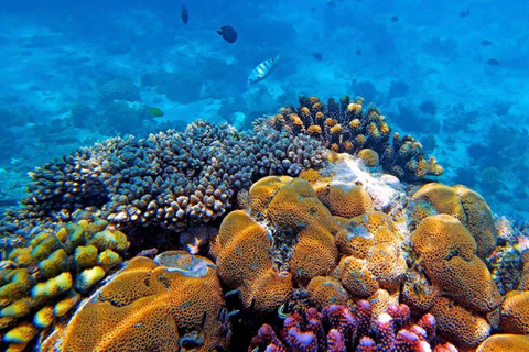 Z NUNGWI; MNEMBA SNORKELING I WYCIECZKA Z DELFINAMI