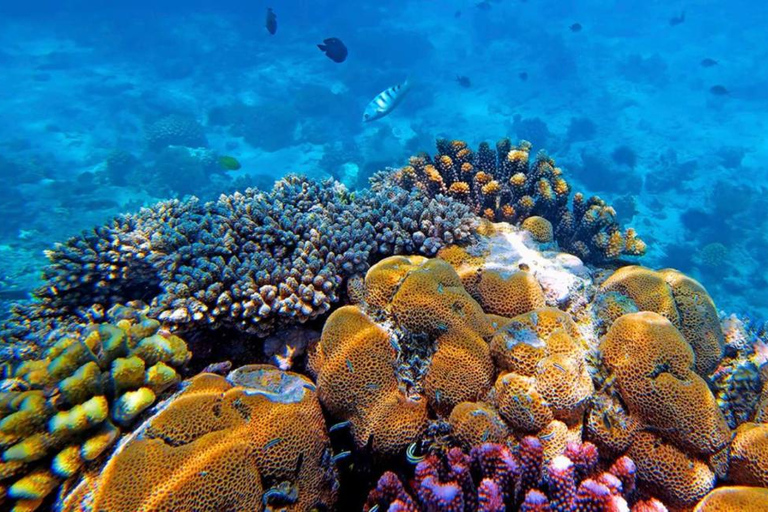 Z NUNGWI; MNEMBA SNORKELING I WYCIECZKA Z DELFINAMI