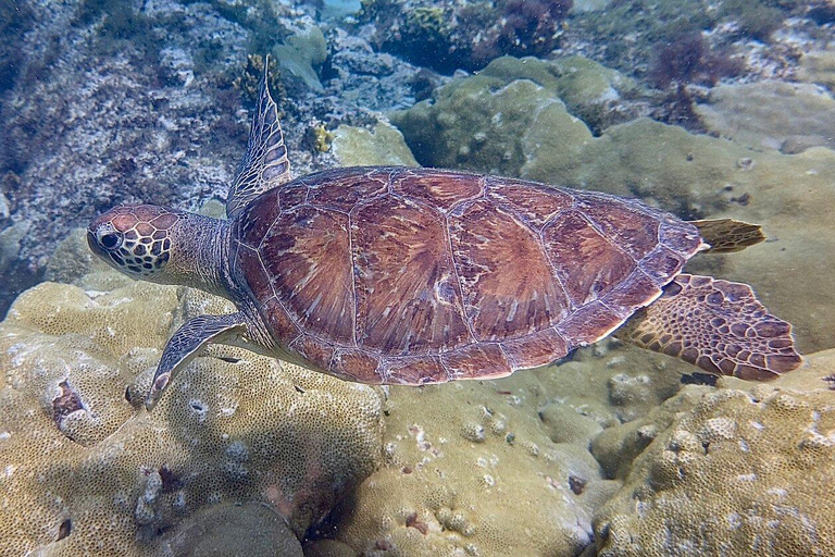 Sal Island: Eco Snorkeling Tour w/ Reef, Turtles & Shipwreck