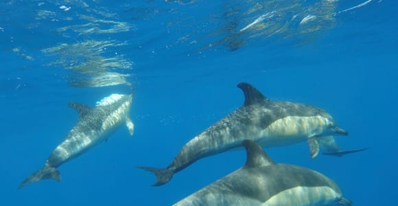 Arrábida - Sesimbra: Dolphin Watching