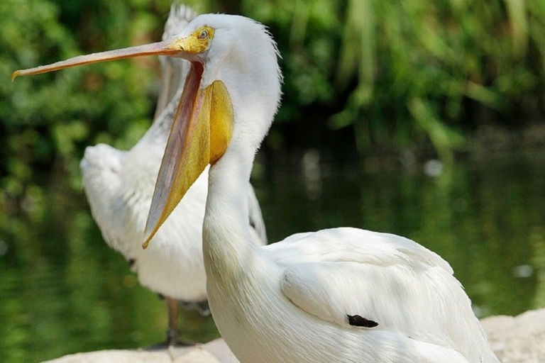 Singapour : billet d'entrée au paradis des oiseauxAdmission standard pour les locaux