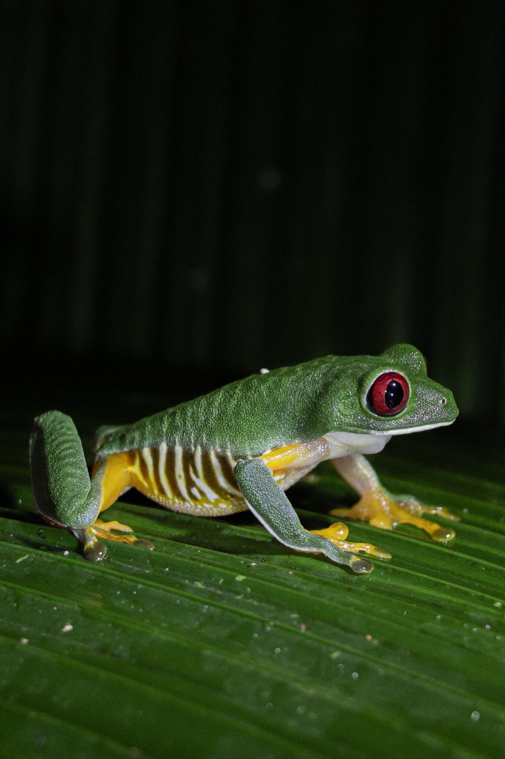 Manuel Antonio Nachttour durch den Dschungel