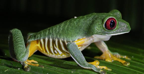 Manuel Antonio Night Jungle Tour