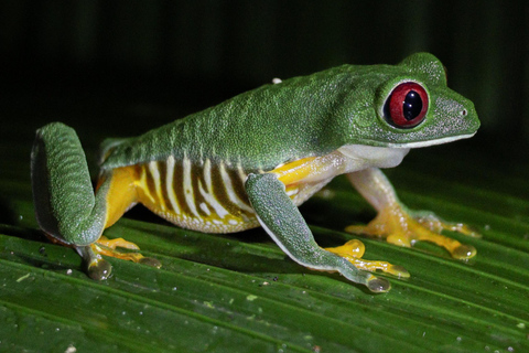 Tour nocturno por la selva de Manuel AntonioTour privado