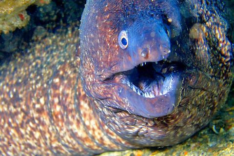 Från Hurghada: Snorkelkryssning på Orange Island med lunch