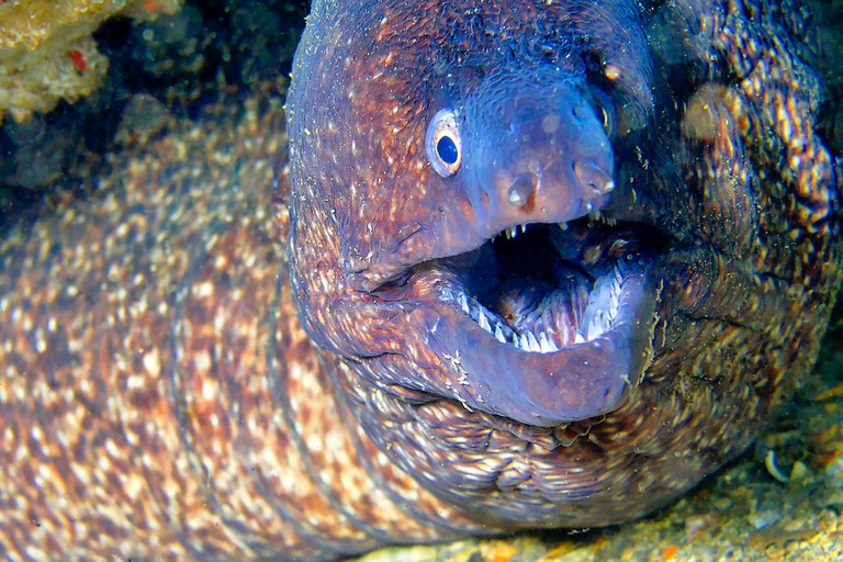 From Sharm: Luxury Diving cruise to Ras Mohammed with Lunch 1 professional dive with pickup and lunch