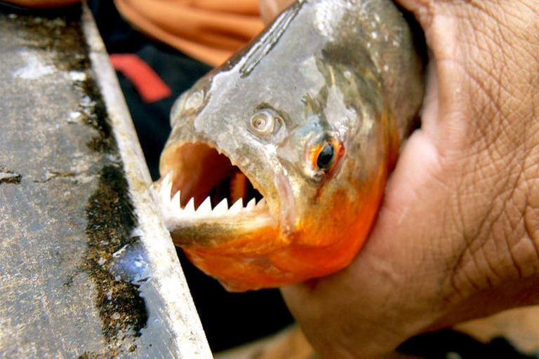 Iquitos Jungle 3D |bateau+ pêche au Piranha+excursion de nuit|