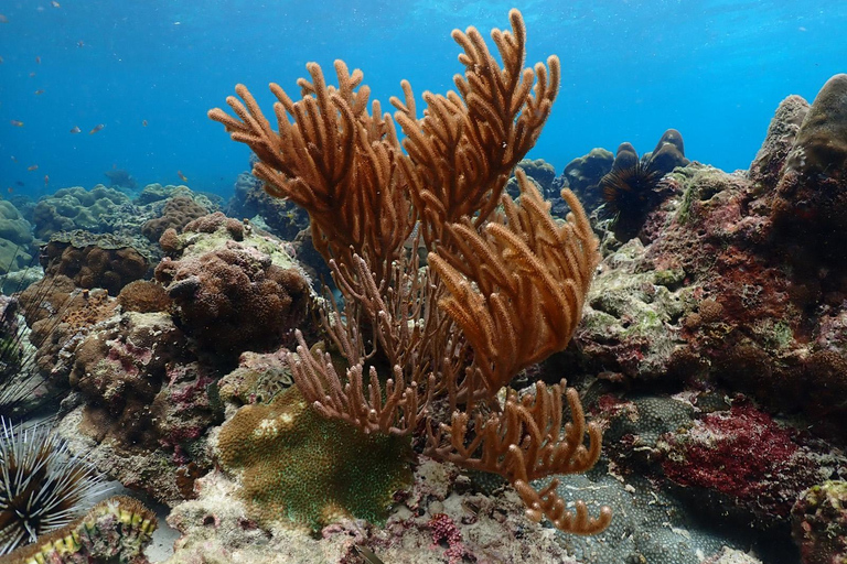 Phuket: Excursión en catamarán rápido por Phi Phi y Maya Bay