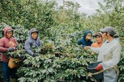 Ubud: Tour dell&#039;alba del Monte Batur in jeep e delle sorgenti calde naturaliTour dell&#039;alba in jeep con trasferimento