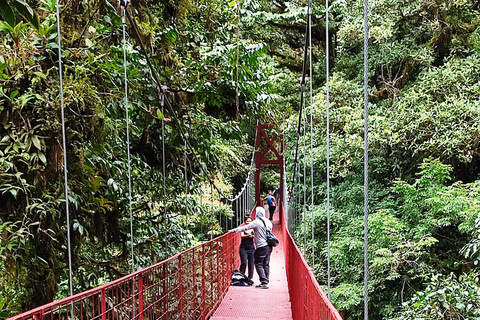 Monteverde Nebelwald WanderungMonteverde Nebelwald Naturwanderung