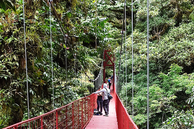 Caminata Bosque Nuboso MonteverdeCaminata natural Bosque Nuboso Monteverde