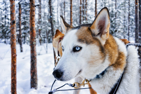Rovaniemi: Reindeer & Husky Ride with Transfers