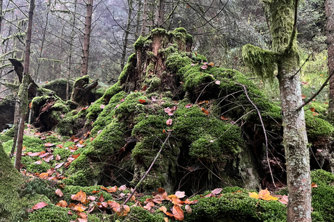 Dresden: Bohemian & Saxon Switzerland Private Full-Day Tour