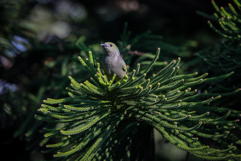 Birding Medellin z ekspertem obserwującym ptaki (prywatnie)