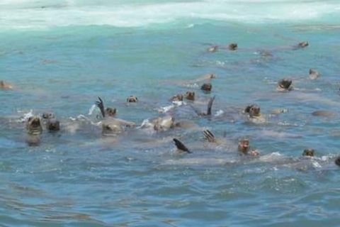 Lima: Tour a Isla Palomino Aventura Marina