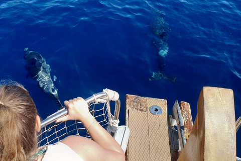 Estepona : Excursion en bateau à la recherche de dauphins avec boissons et collations