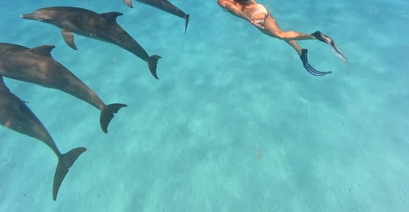 Mnemba Island: Dolphin Swim & Snorkeling Tour with Pick-up