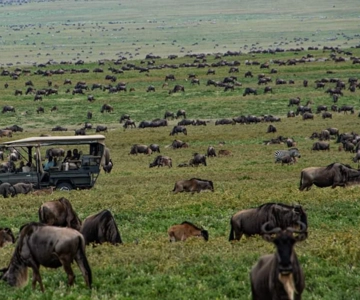 Tanzania: 8-Day Safari Tour with Accommodation