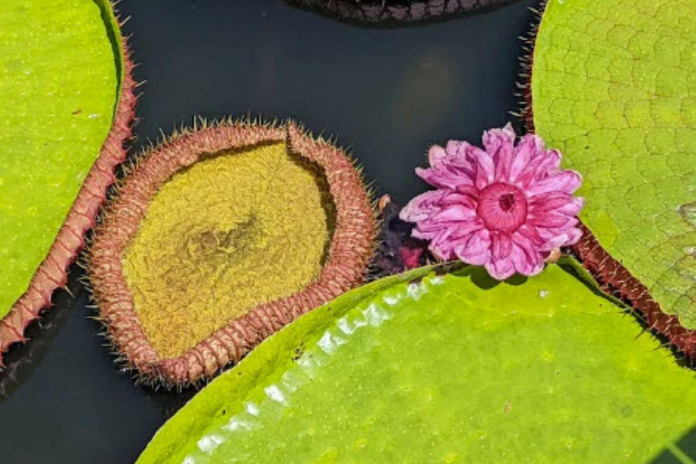 Phuket: Giant Water Lily Pond Options Drone Video+Old Town Lily Pond Group Combo Photo+Drone Video+Old Town+Khao Rang