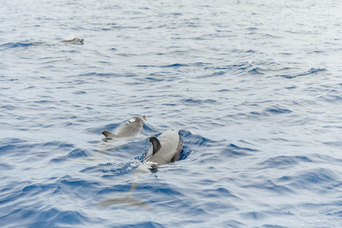 Van Funchal: dolfijnavontuurtour per speedboot