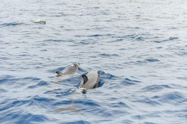 Depuis Funchal : Aventure avec les dauphins en bateau rapide